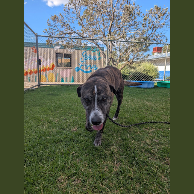 Photo of Lenny (Yeti)