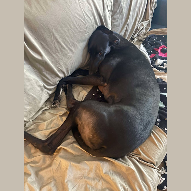 Photo of Rowdy, The Gentle Greyhound