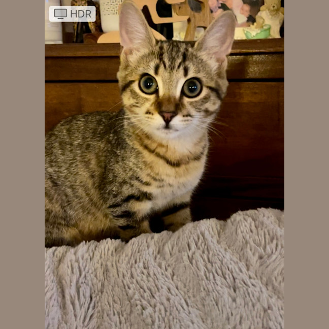 Photo of Mavis