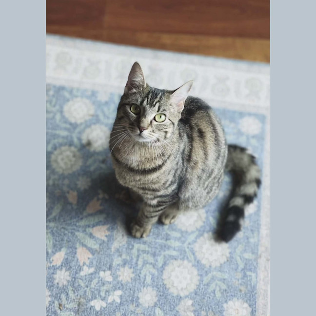 Photo of Cleo   In Foster In Melbourne