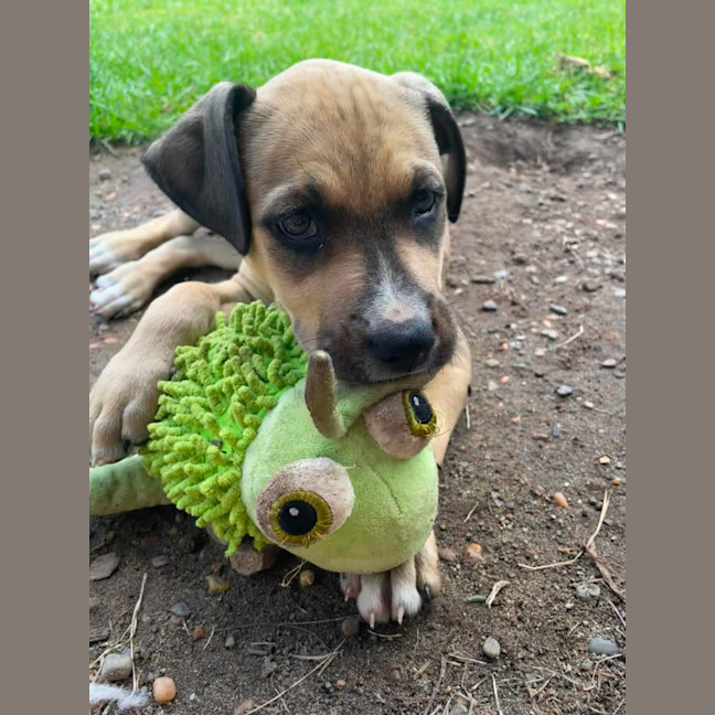 Photo of Pip   11 Week Old Kelpie X
