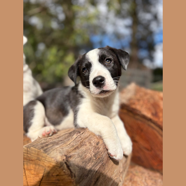 Photo of Cinnamon Satin