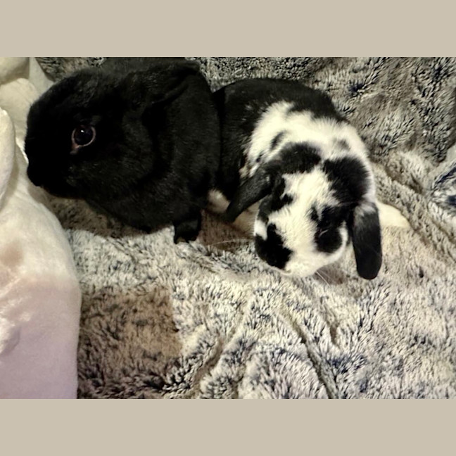 Photo of Black Beauty And Happy Feet 