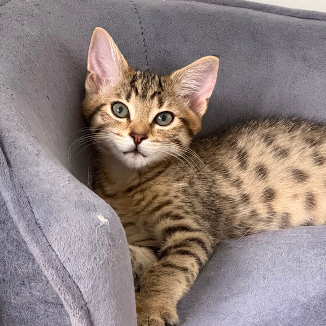 Photo of Levi 🥝