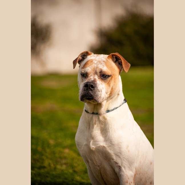 Photo of Chappy