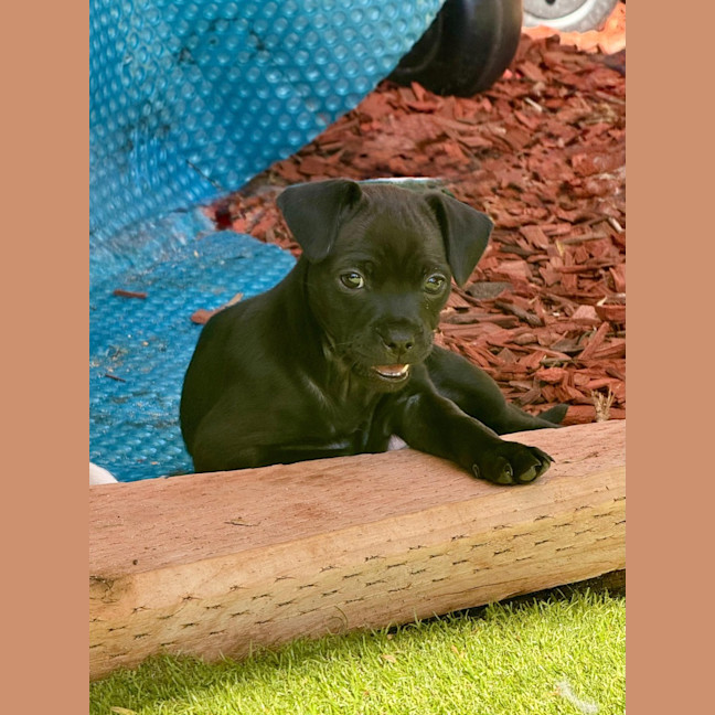 Photo of Zella   8 Week Old Mixed Breed