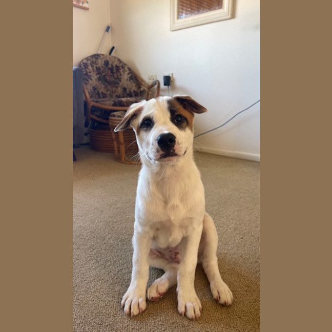 Photo of Tofu   4 Month Old Sharpei X Bull Mastiff