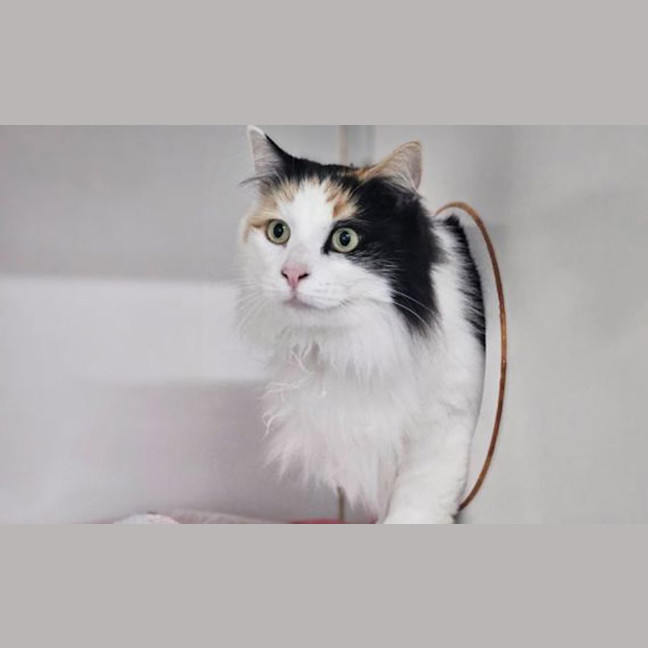 Photo of Angel