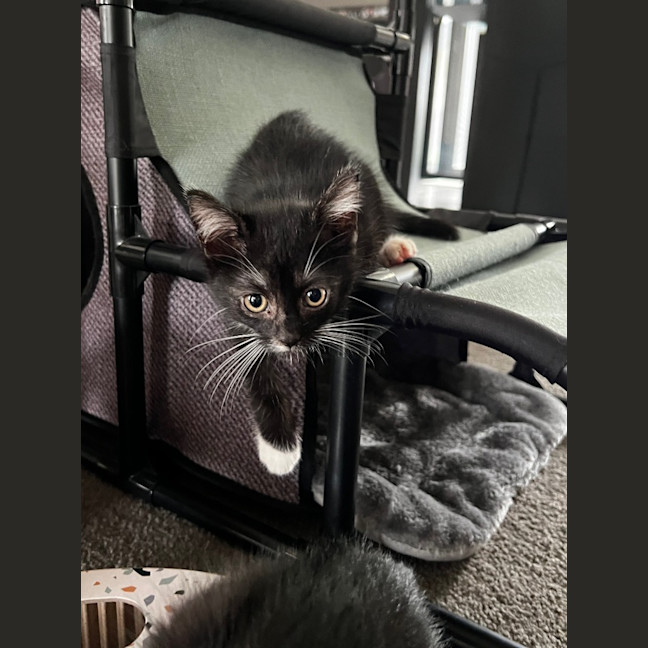 Photo of Checkers