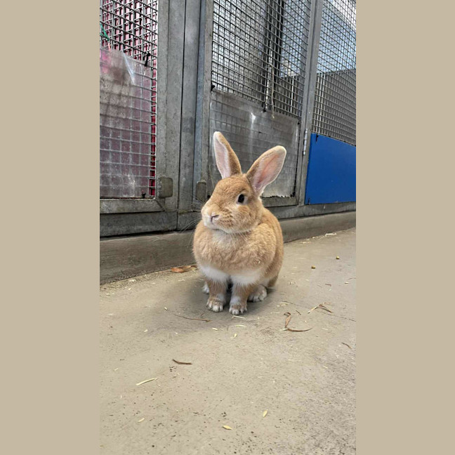 Photo of Mango