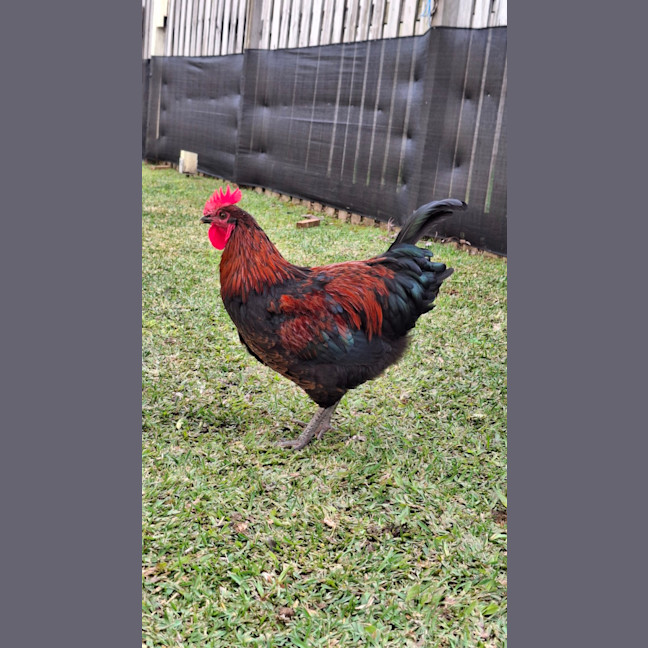 Photo of 4 X Roosters Nibbles  Kentucky  Nugget  Popcorn