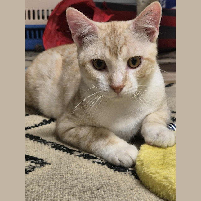 Photo of Lucky And Blue