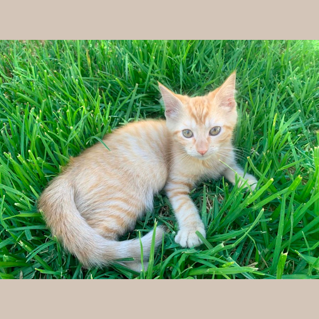 Photo of Beau 