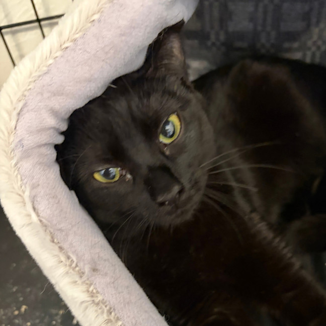 Photo of Midnight