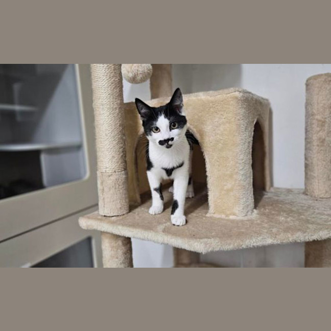 Photo of Mr Moustachio
