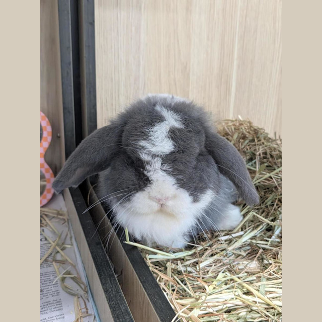 Photo of 🐇 Mattie 1746 🐇