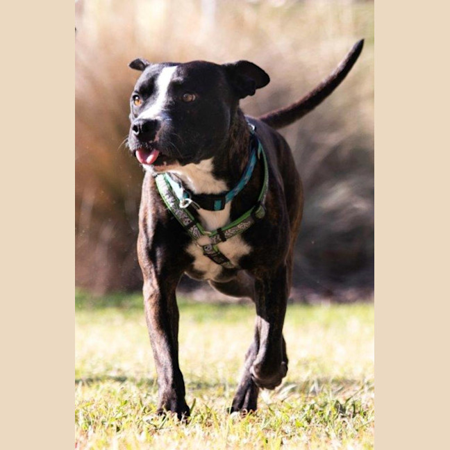 Photo of Hank Peggotty