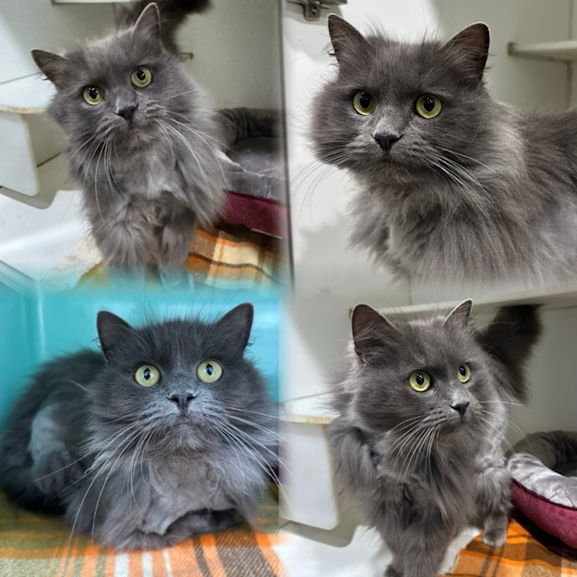 Photo of Violet
