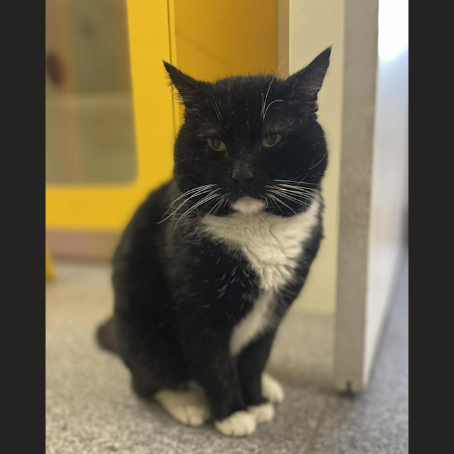 Photo of Captain Jack Sparrow 