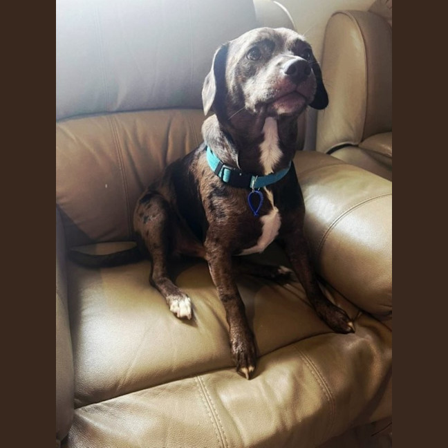 Photo of Crank   11 Month Old Dachshund X Staffy