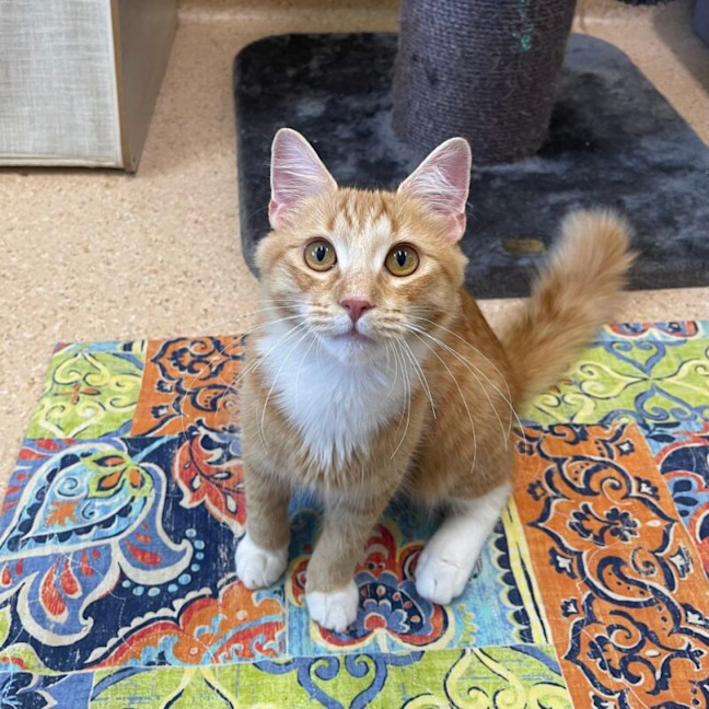 Photo of Peanut