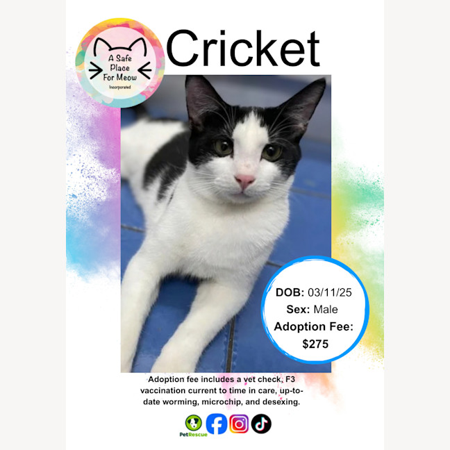 Photo of Cricket