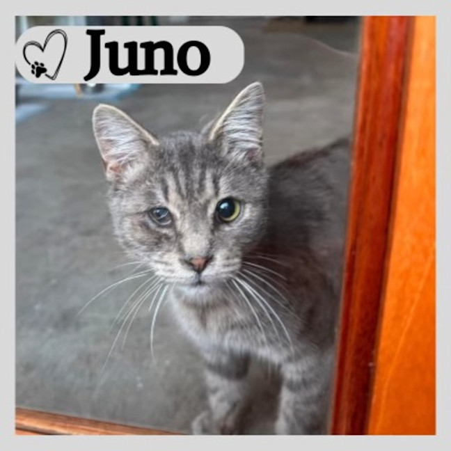 Photo of Juno