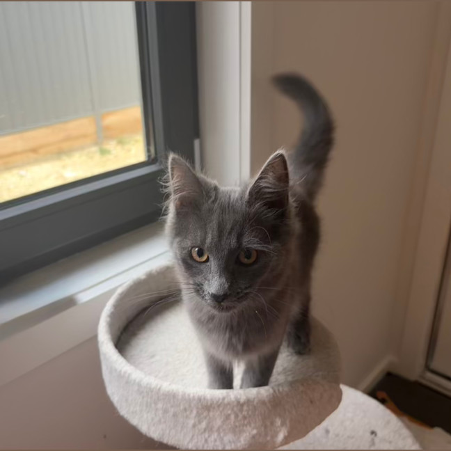 Photo of Peppercorn