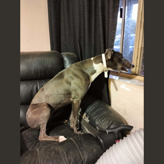 Photo of Mia The Greyhound