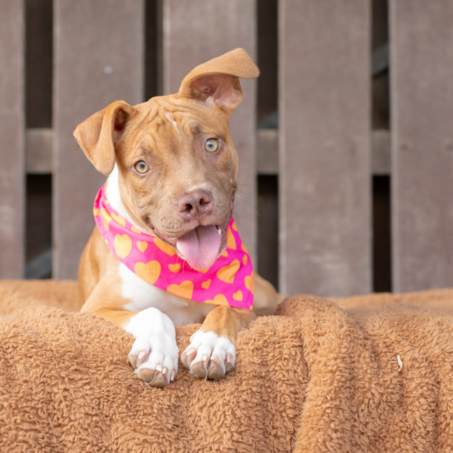 Photo of Buttercup (Previously Carrie)