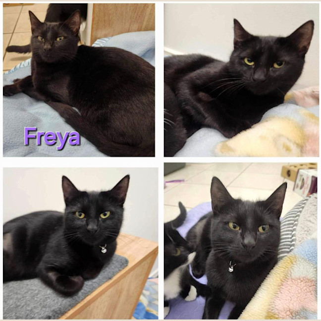 Photo of Freya