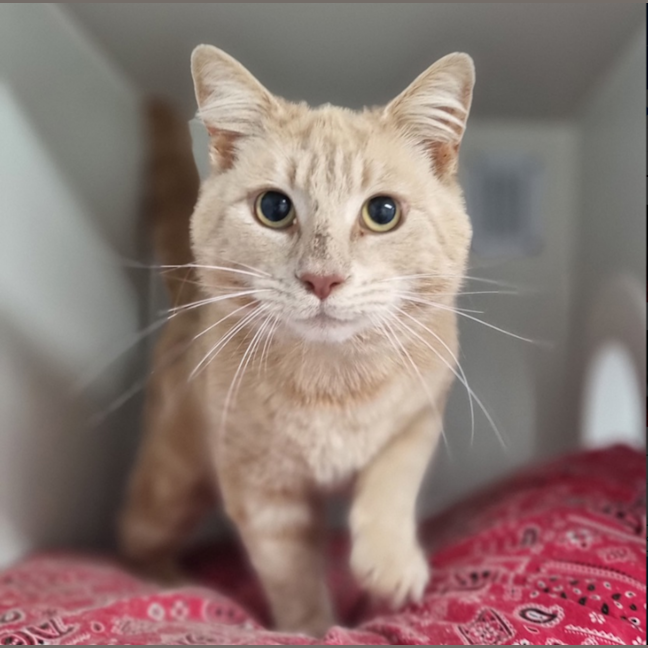 Photo of Custard