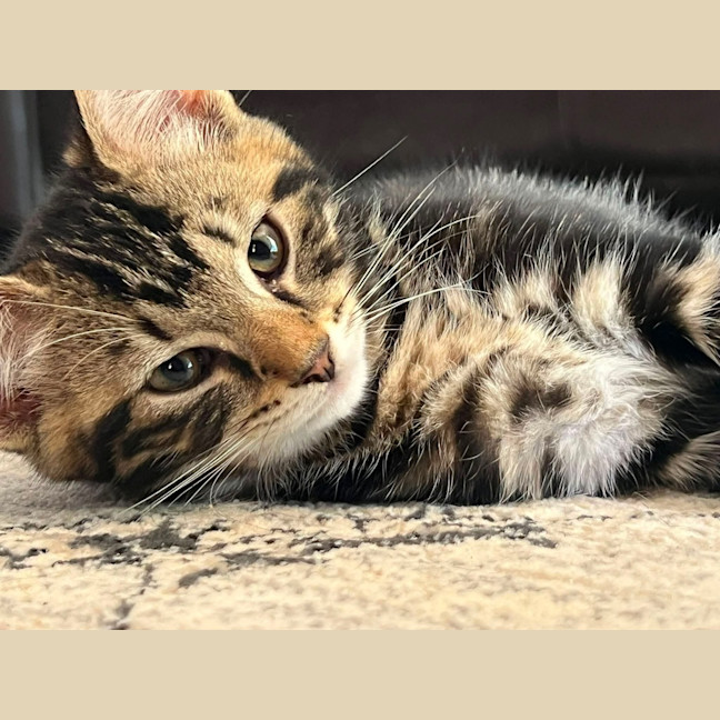 Photo of Sprinkles