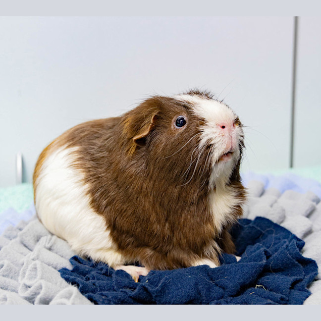 Photo of Toto