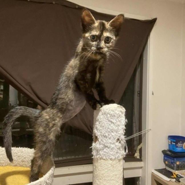 Photo of Violet