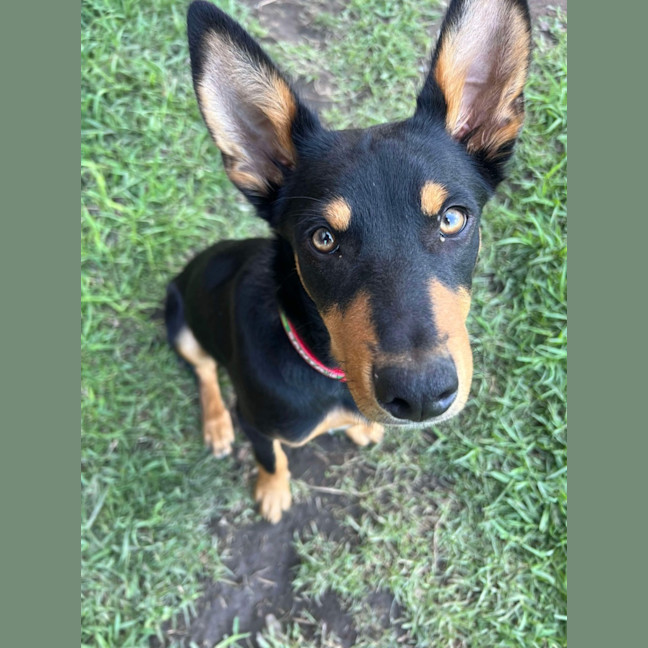 Photo of Chip   6 Month Old Kelpie X (Trial)