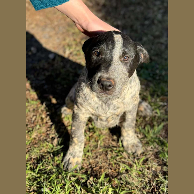 Photo of Dobby