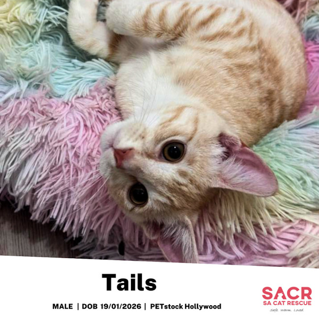 Photo of Tails