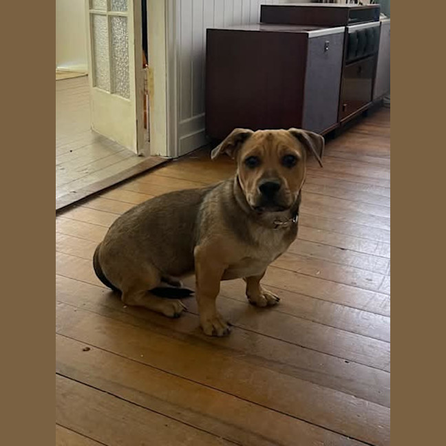 Photo of Basil