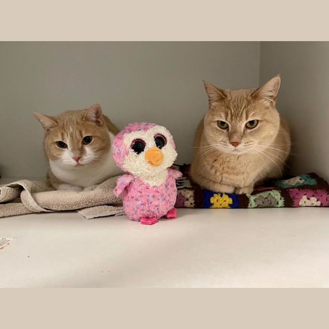 Photo of Moet And Jerry