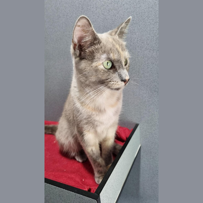 Photo of Mira