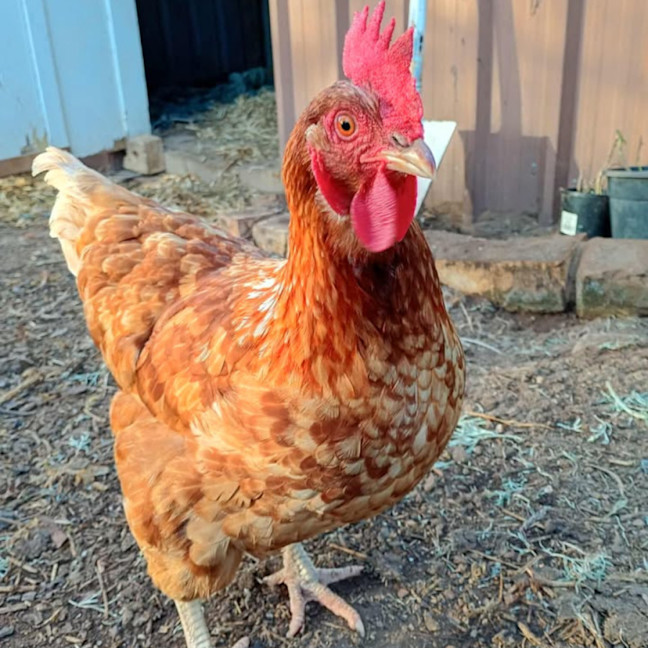 Photo of Rescue Hens