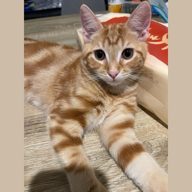 Photo of Gabriel Xenos