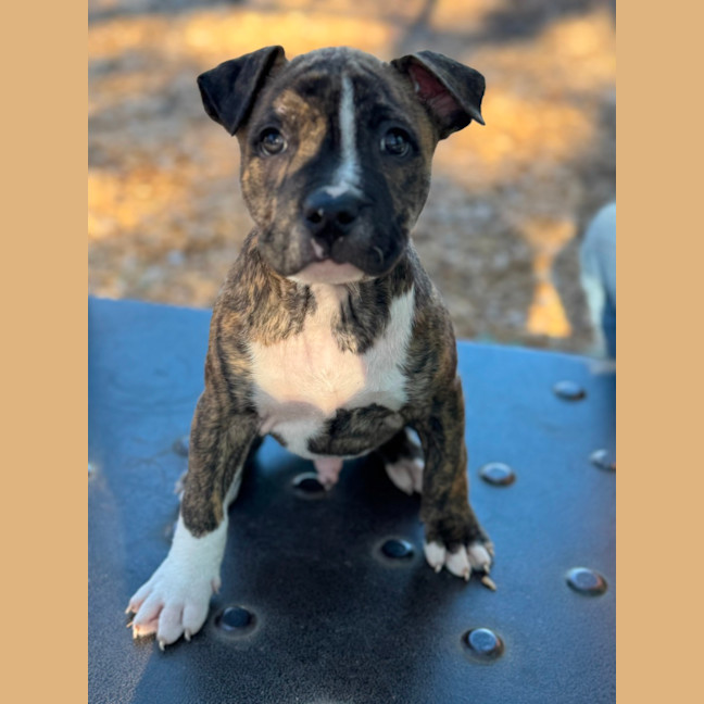 Photo of Jack Of Hearts 