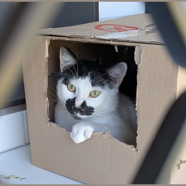Photo of Scout