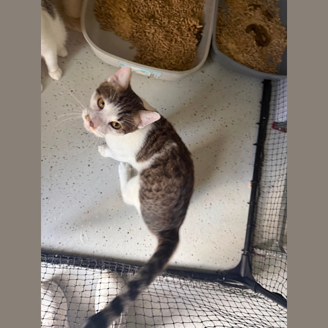 Photo of Juni