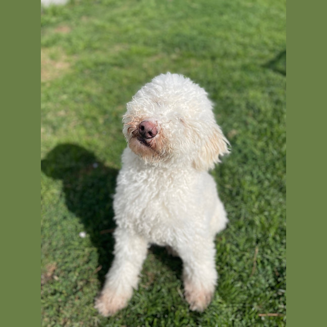 Photo of Snowy