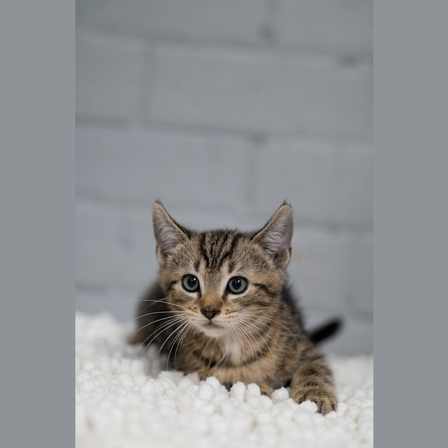 Photo of Mango