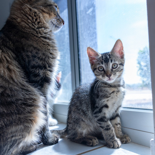 Photo of Ziggy Stardust