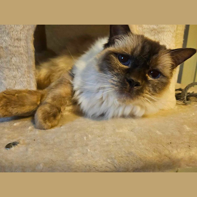 Photo of Bambi   Located In Roxburgh Park